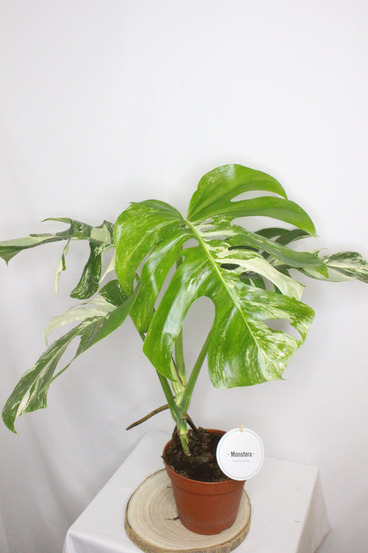 Monstera Variegada 4