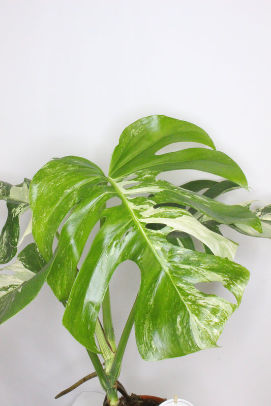 Monstera Variegada 4