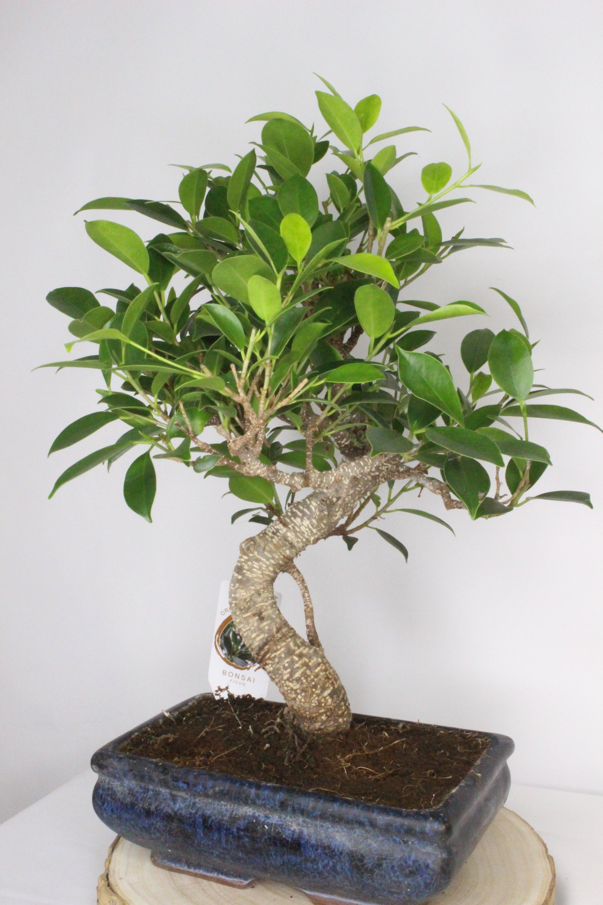 bonsai ficus tiger planta interior