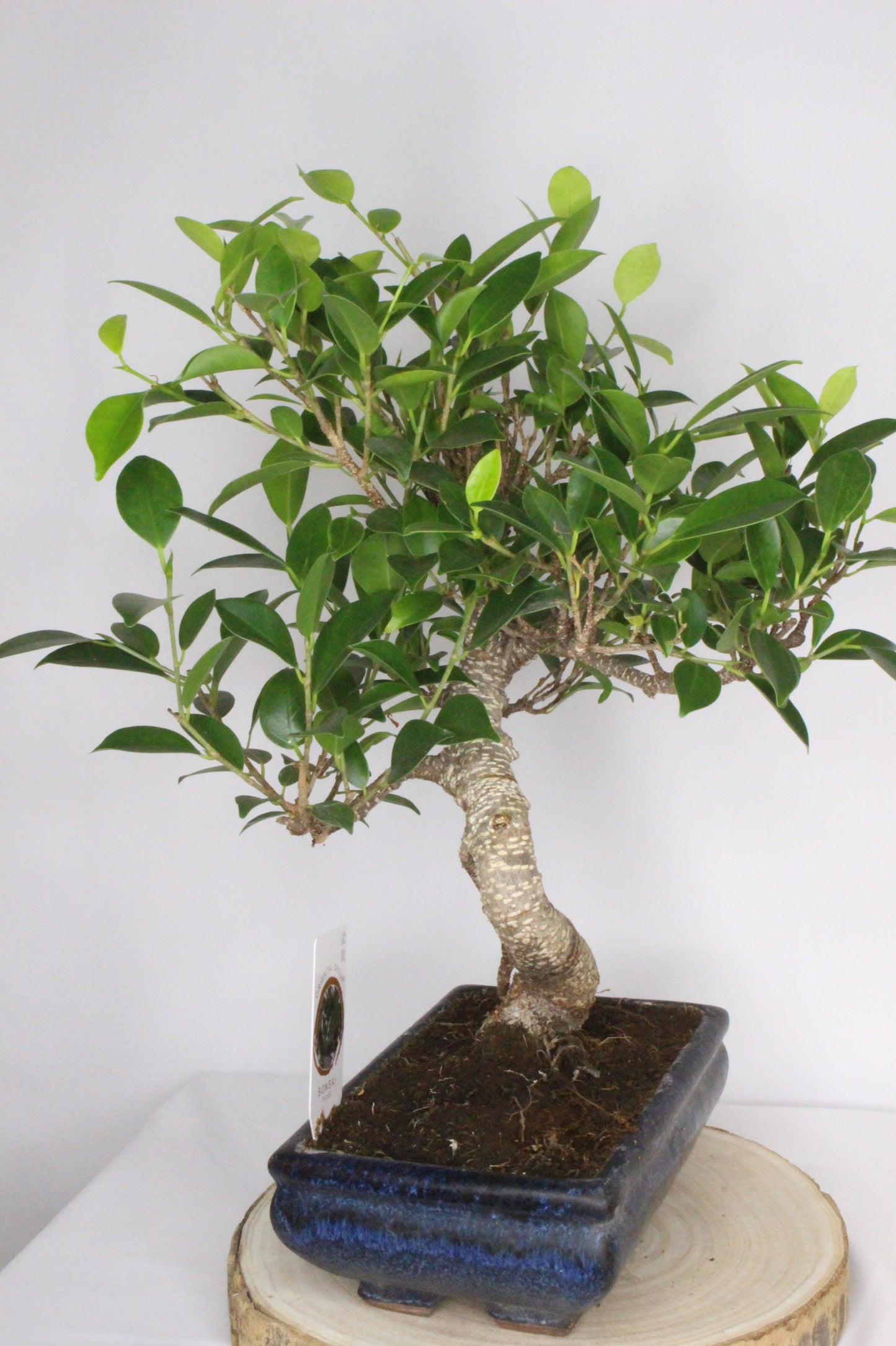 bonsai ficus tiger en maceta