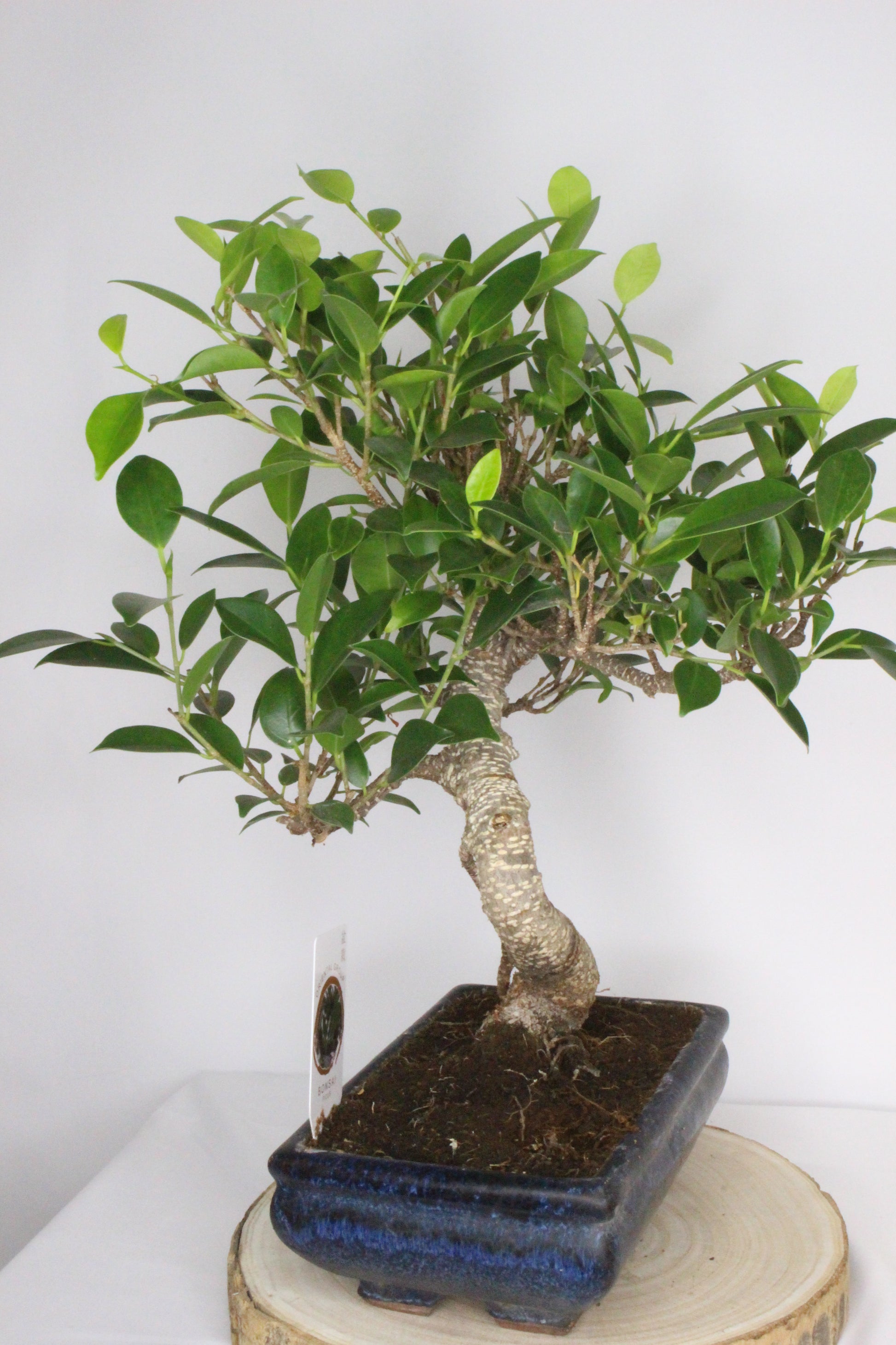 bonsai ficus tiger en maceta