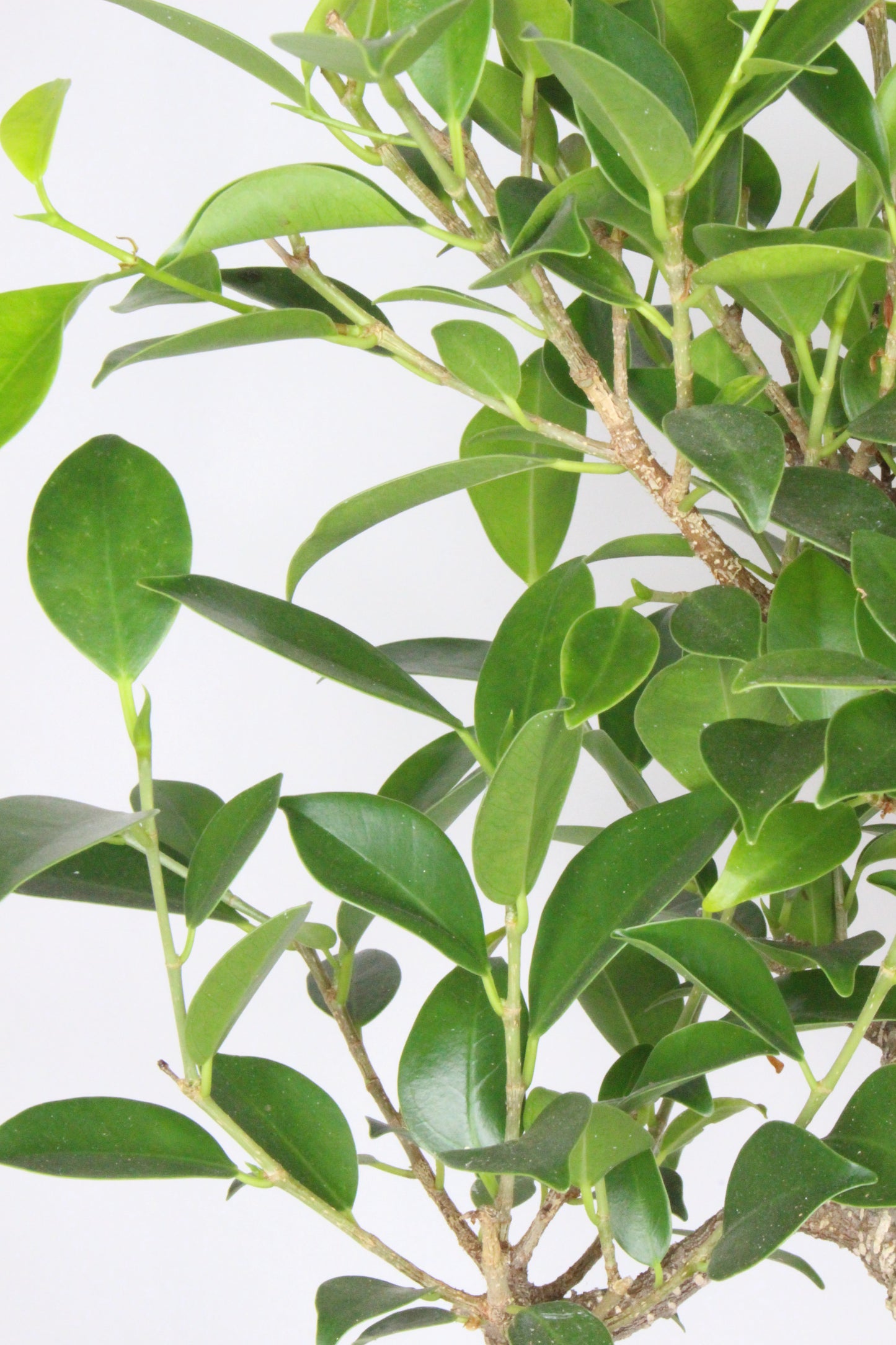 bonsai ficus tiger decoración hogar