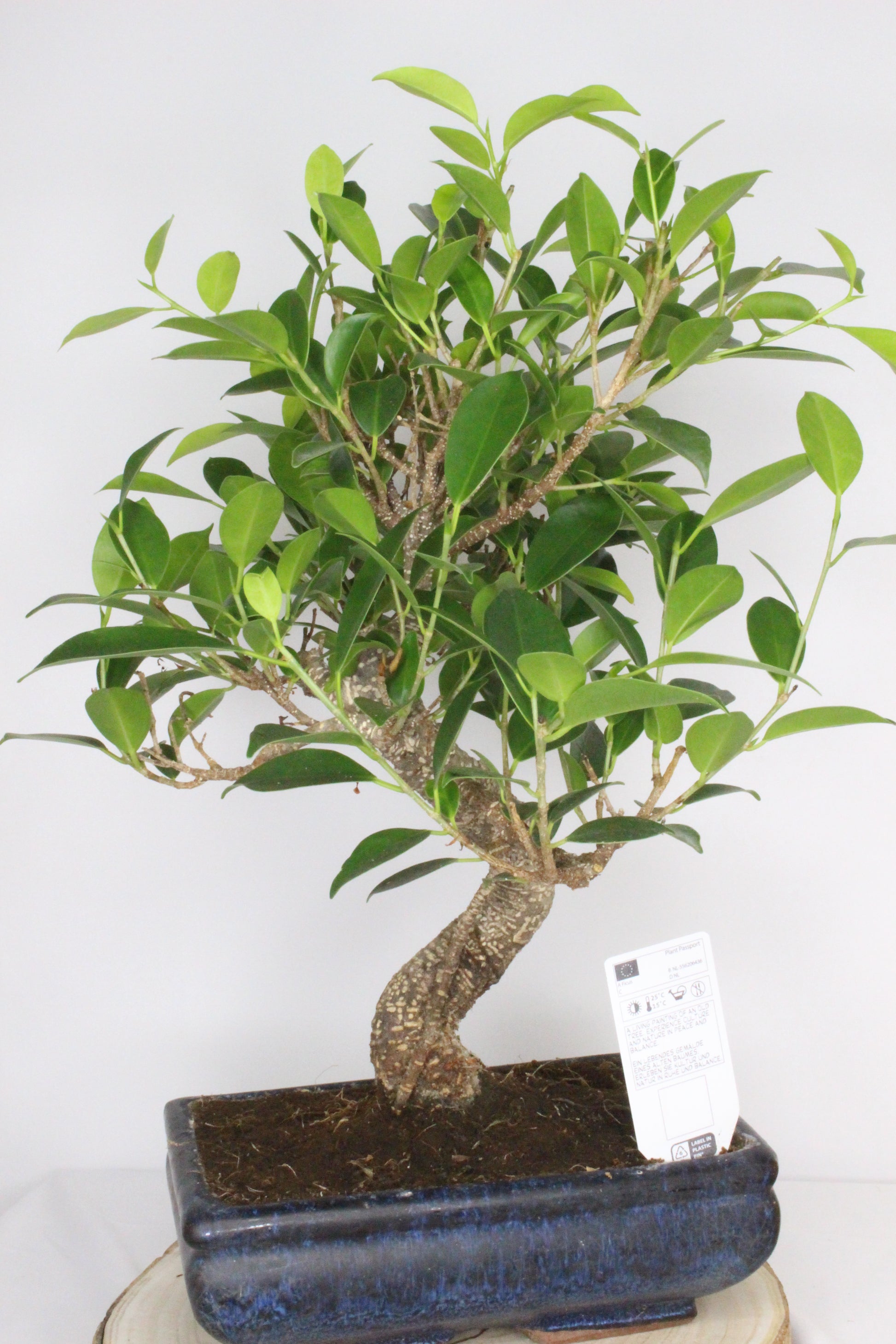 bonsai ficus tiger mini árbol