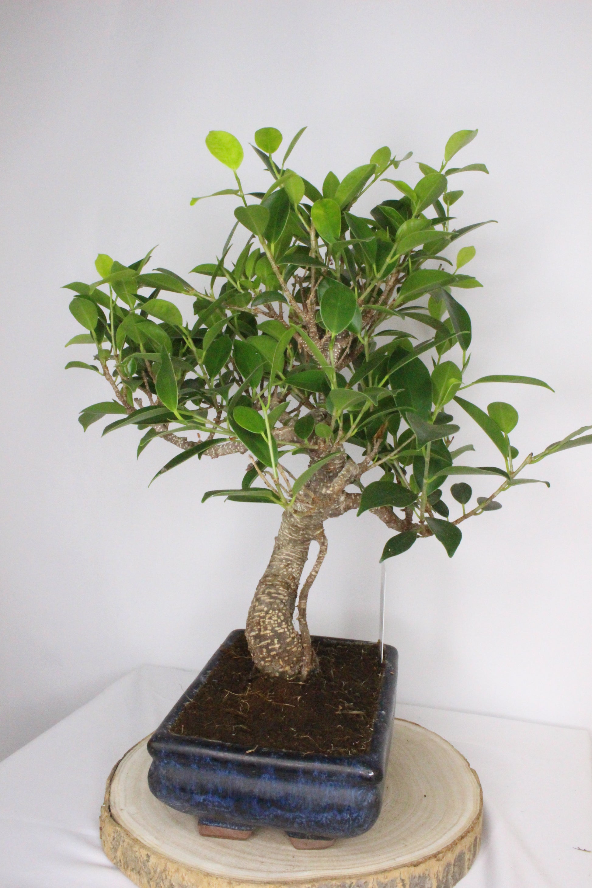 bonsai ficus tiger árbol