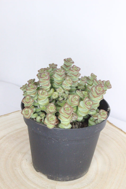 Crassula marnieriana