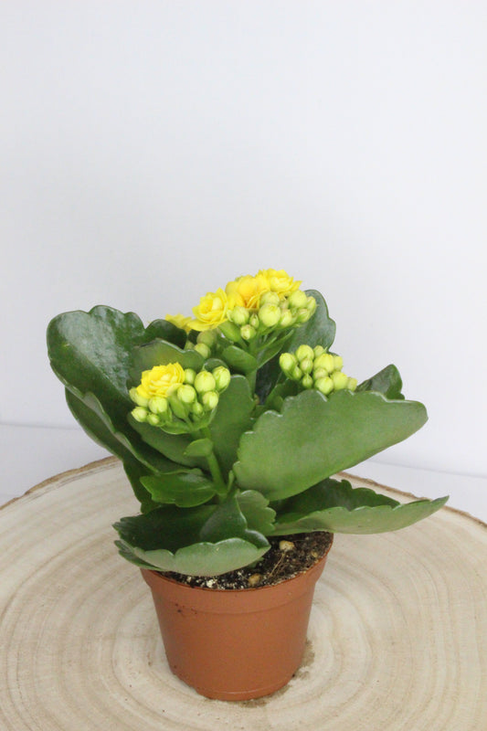 Kalanchoe Rosalina Amarillo 6cm