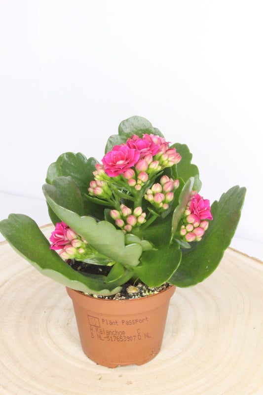 Kalanchoe Rosalina Fucsia 6cm