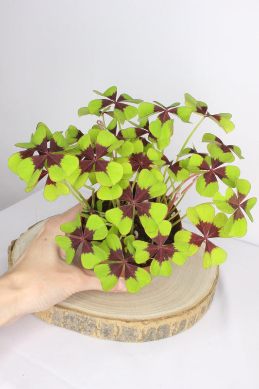 Oxalis tetraphylla (Trébol 4 hojas)