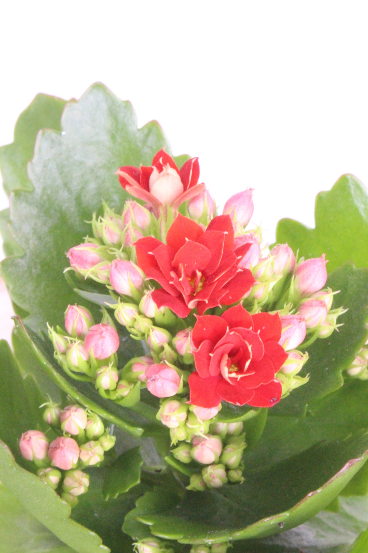 Pack Navideño Muñeco Nieve Esquí Rojo + Planta Kalanchoe