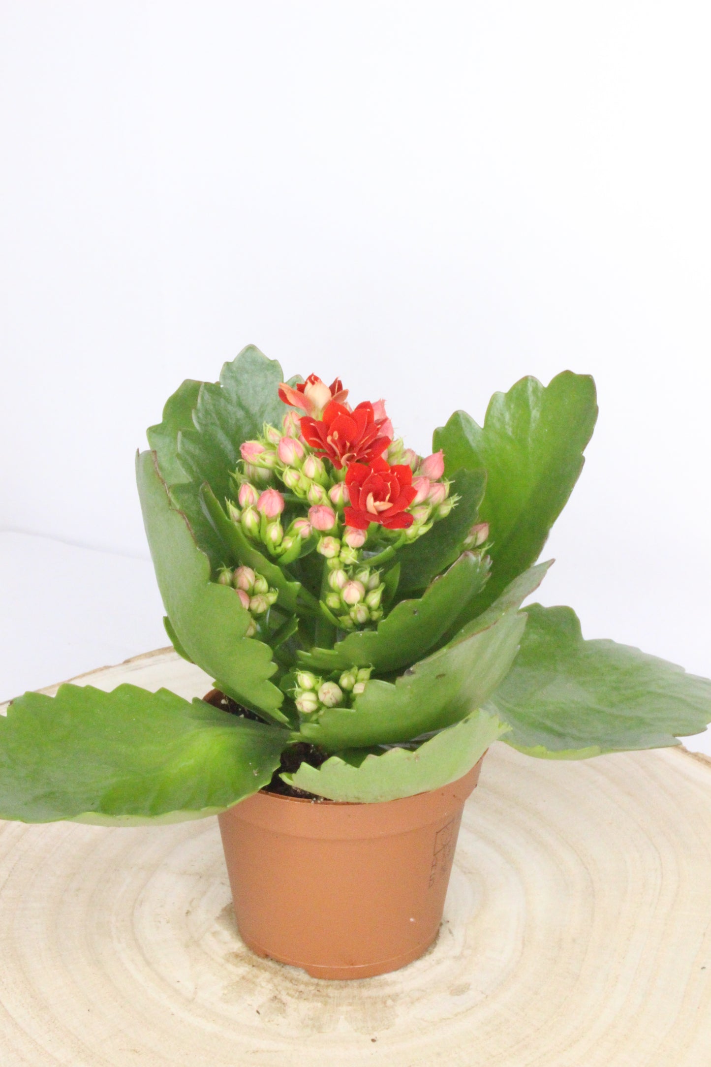 Pack Navideño Muñeco Nieve Esquí Rojo + Planta Kalanchoe
