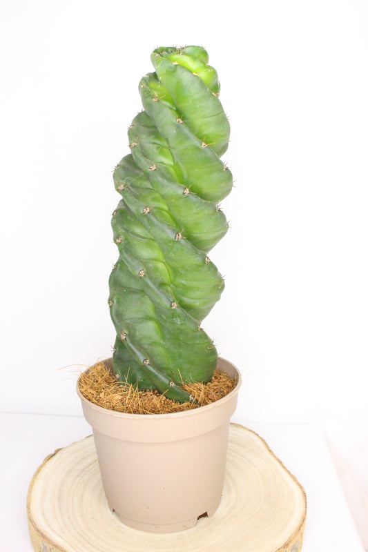 Cereus Forbesii Spiralis