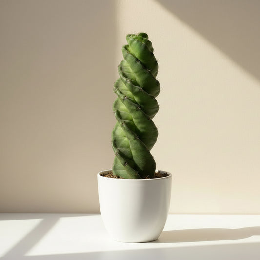 cactus-espiral
