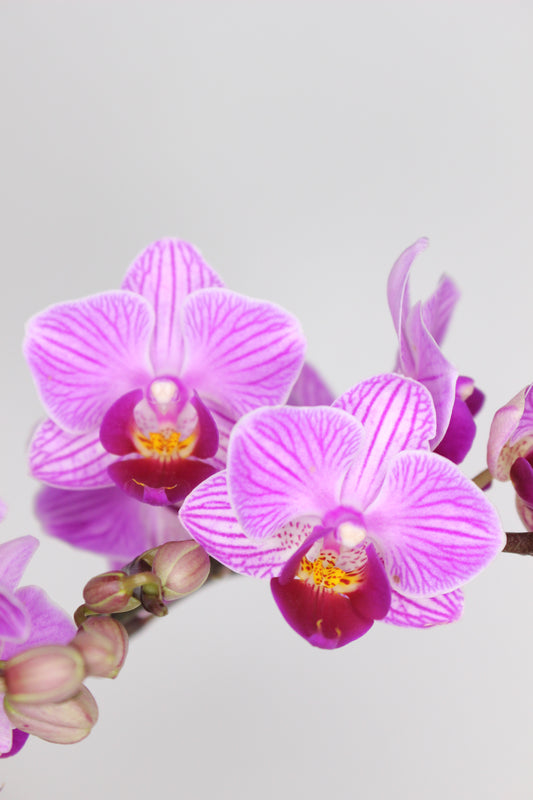 Orquídea Phalaenopsis Mini Fucsia