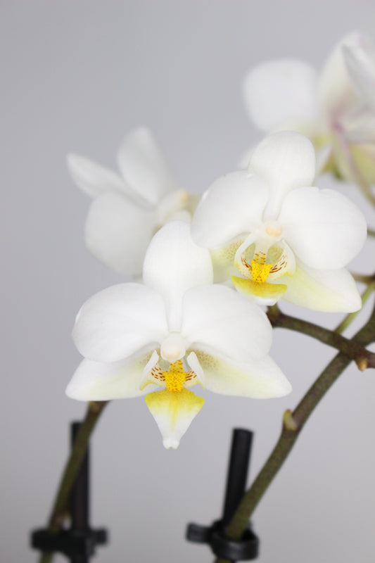 Orquídea Phalaenopsis Mini Blanca