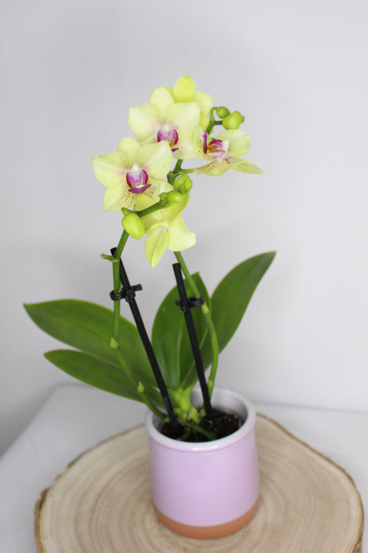 Orquídea Phalaenopsis Mini Amarilla