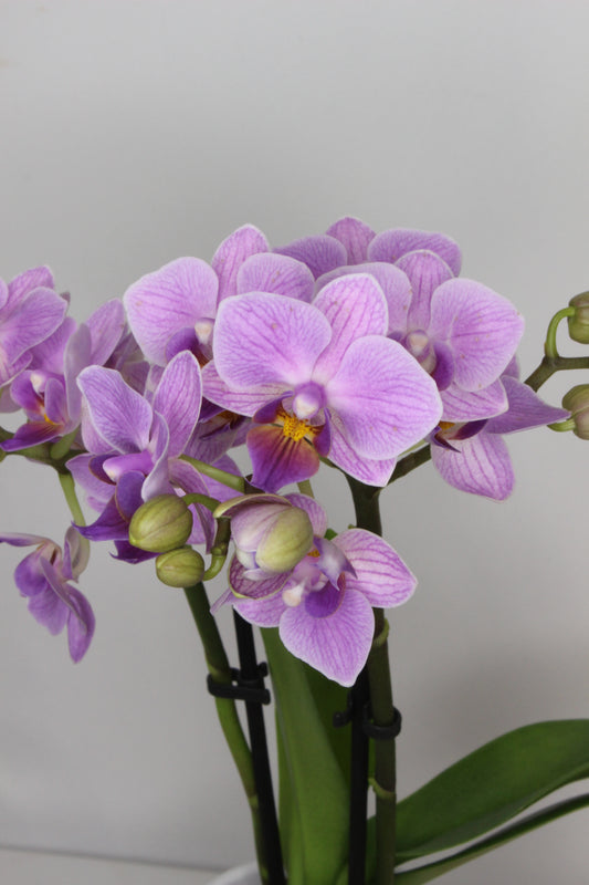Orquídea Phalaenopsis Mini Morada