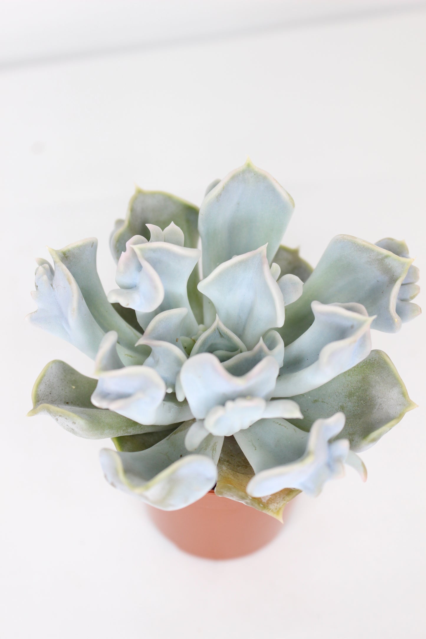 Echeveria Thriller Pearl
