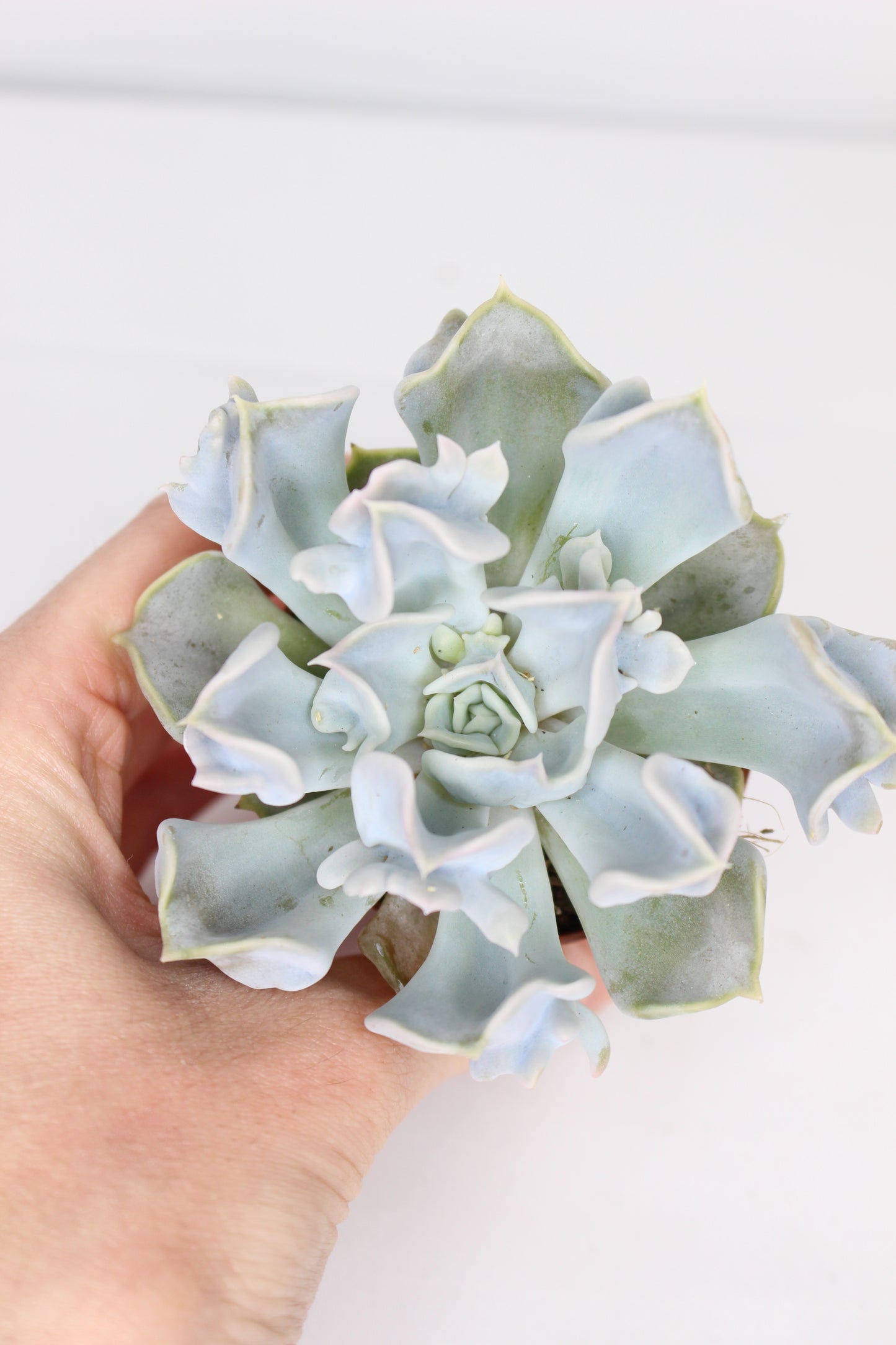Echeveria Thriller Pearl