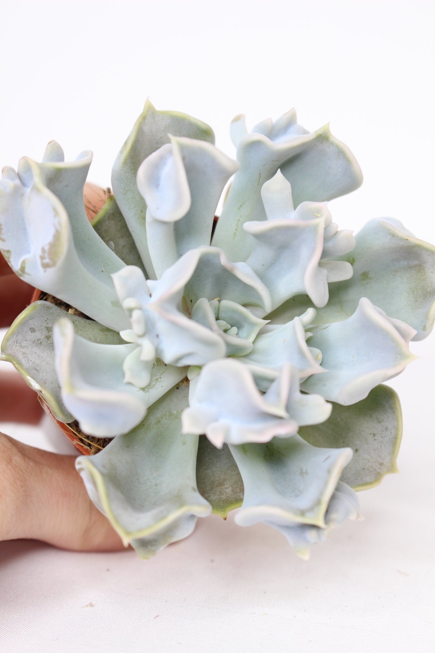Echeveria Thriller Pearl