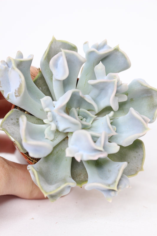 Echeveria Thriller Pearl