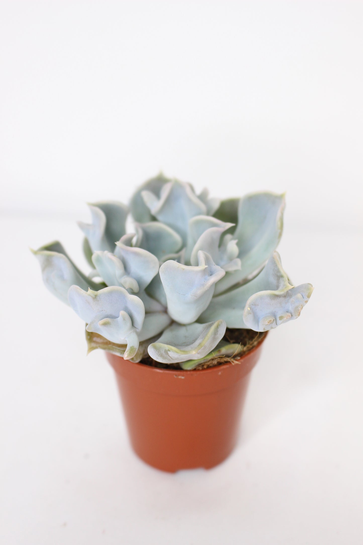 Echeveria Thriller Pearl