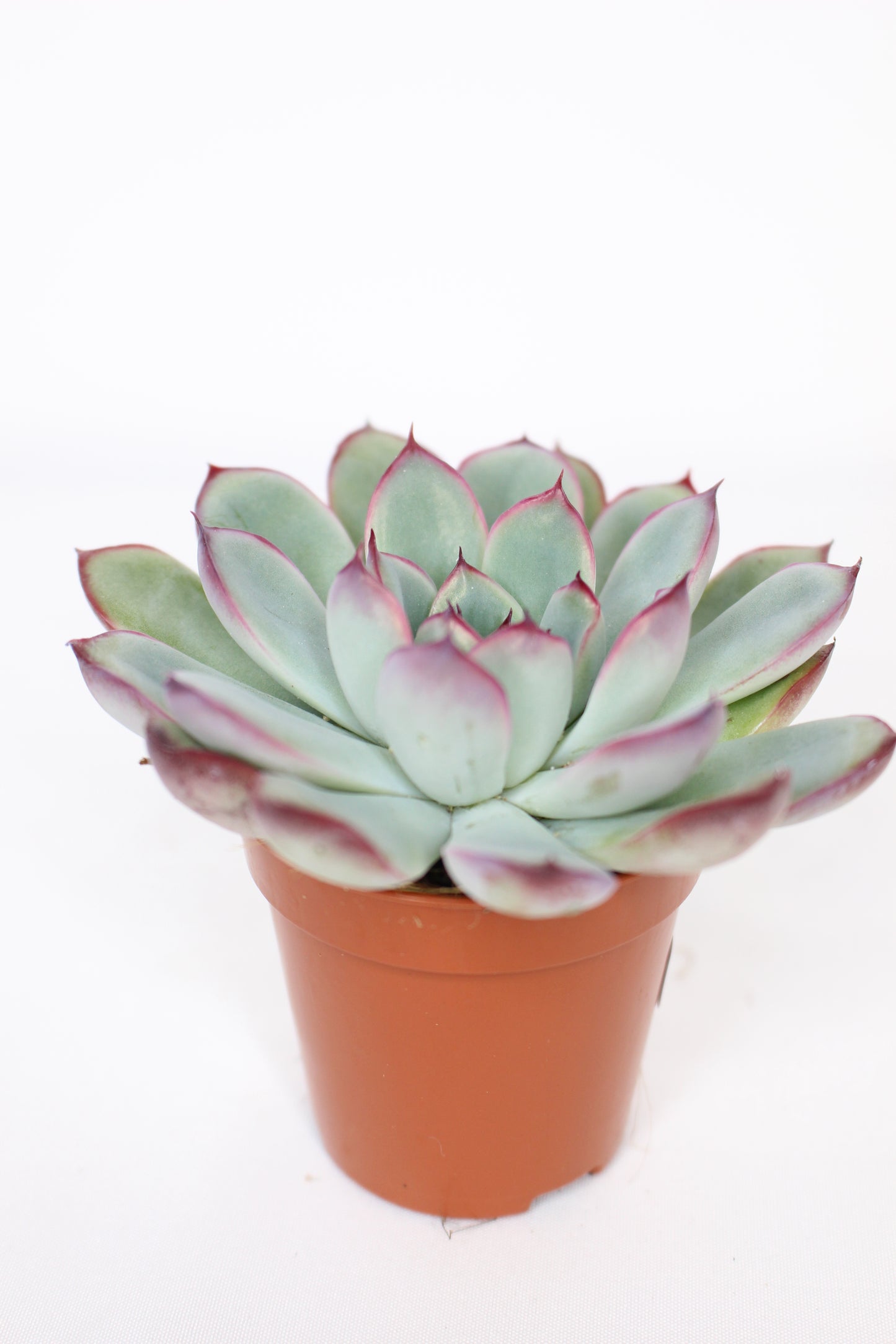 Echeveria pulidonis