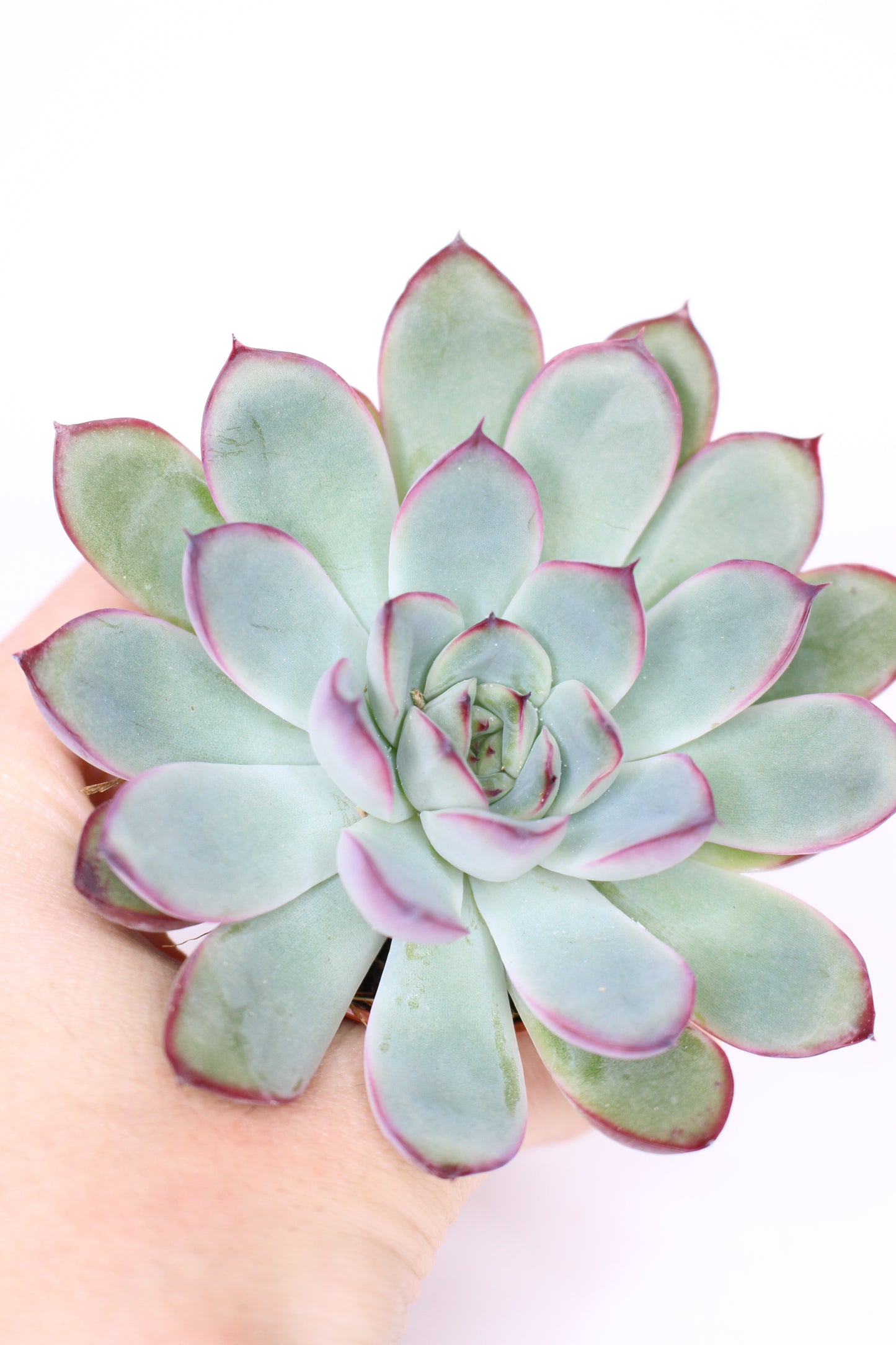 Echeveria pulidonis