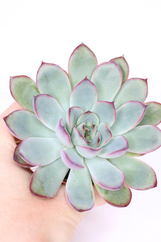 Echeveria pulidonis