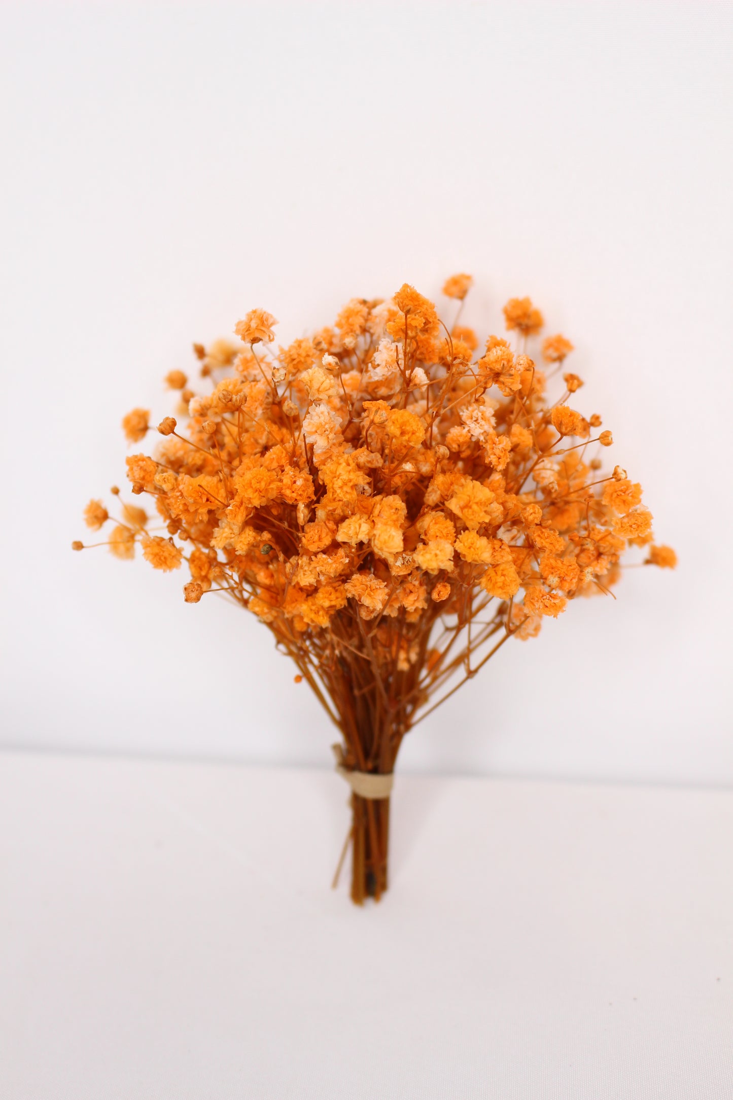 Ramillete Paniculata Naranja Preservada S