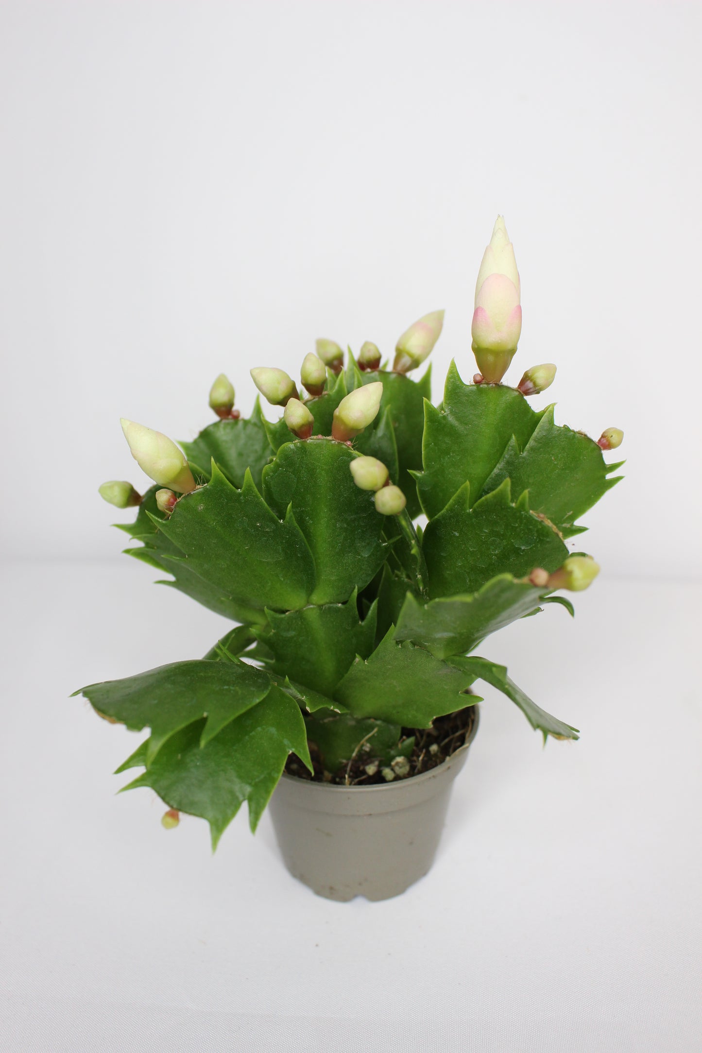 Mini Cactus Navidad Blanco (Schlumbergera)