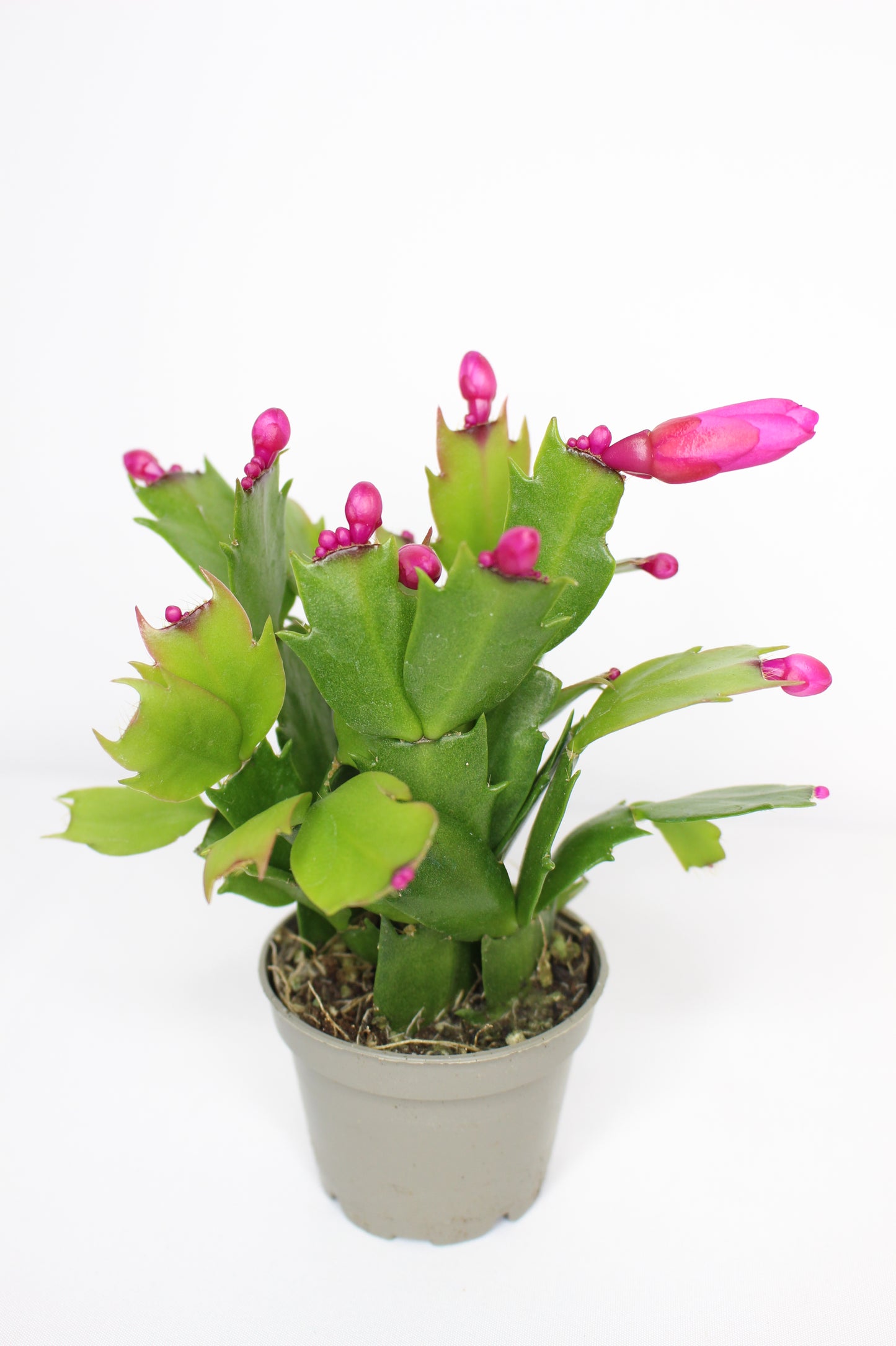 Mini Cactus Navidad Fucsia (Schlumbergera)