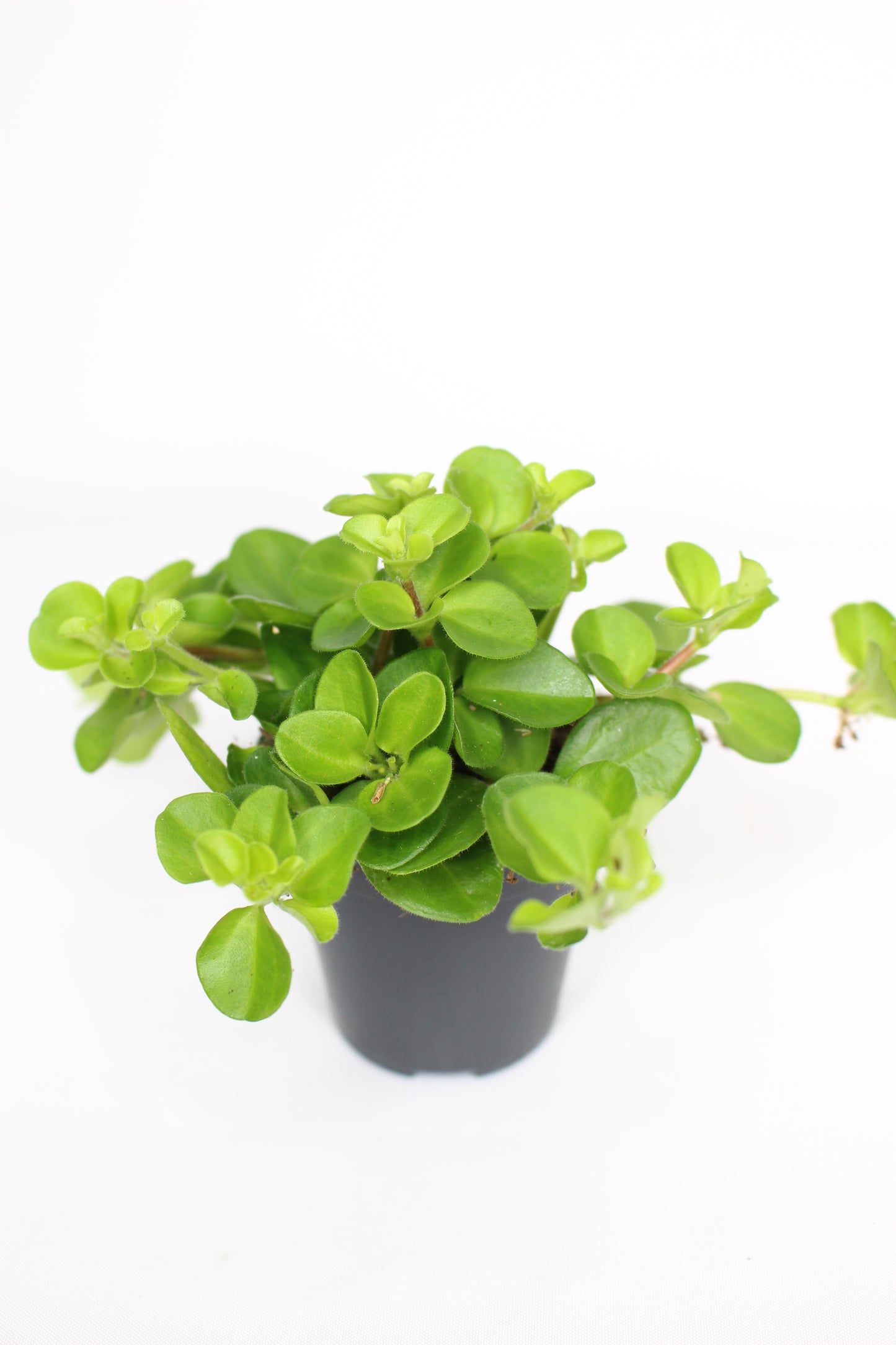 Mini Peperomia Rotundifolia