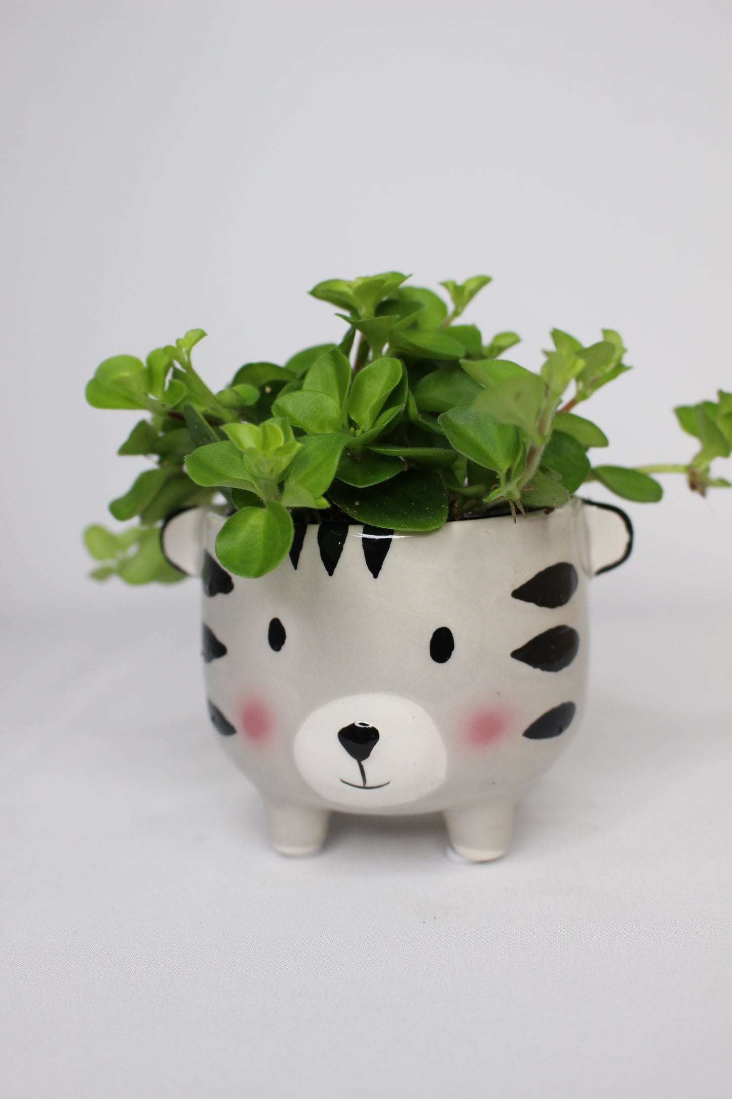 Mini Peperomia Rotundifolia