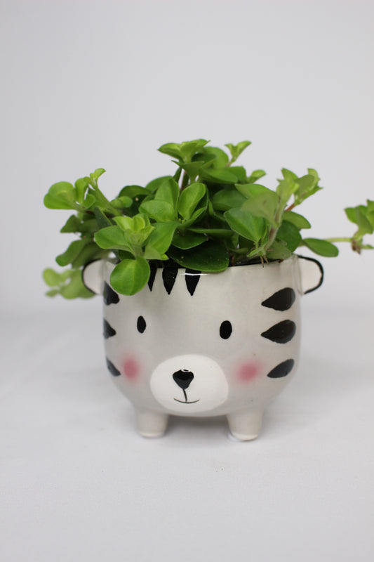 Mini Peperomia Rotundifolia