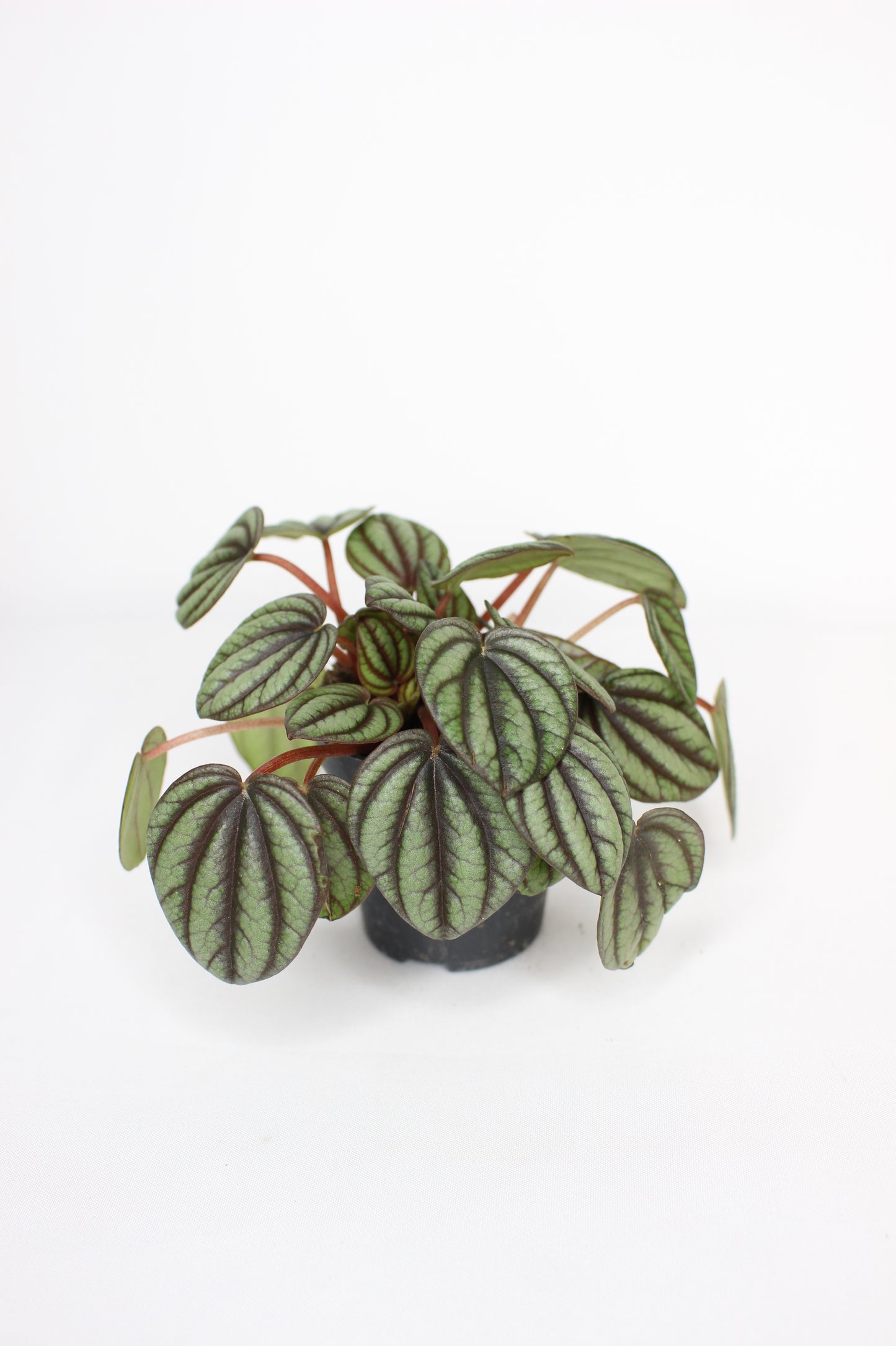 Mini Peperomia Albovittata