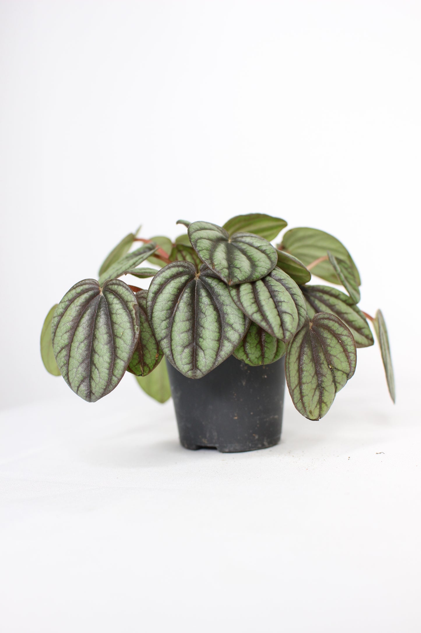 Mini Peperomia Albovittata