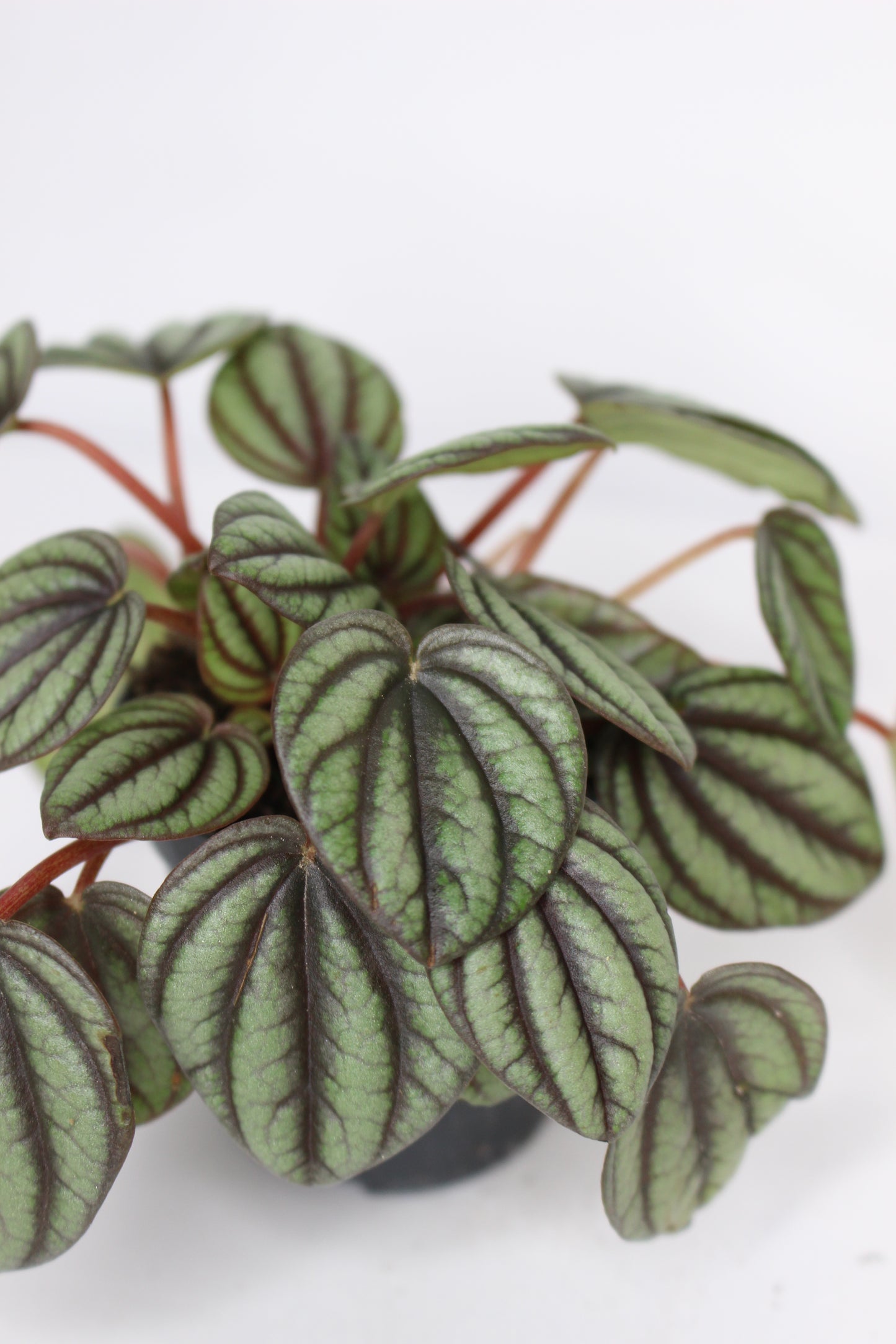 Mini Peperomia Albovittata