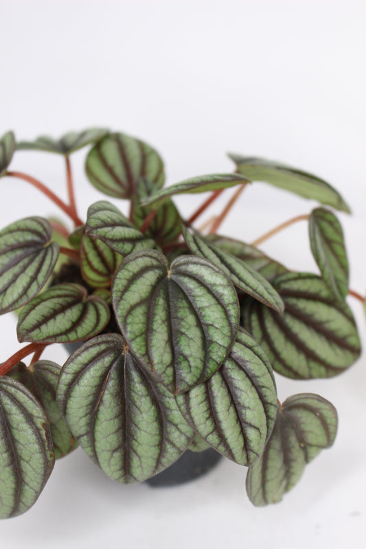 Mini Peperomia Albovittata