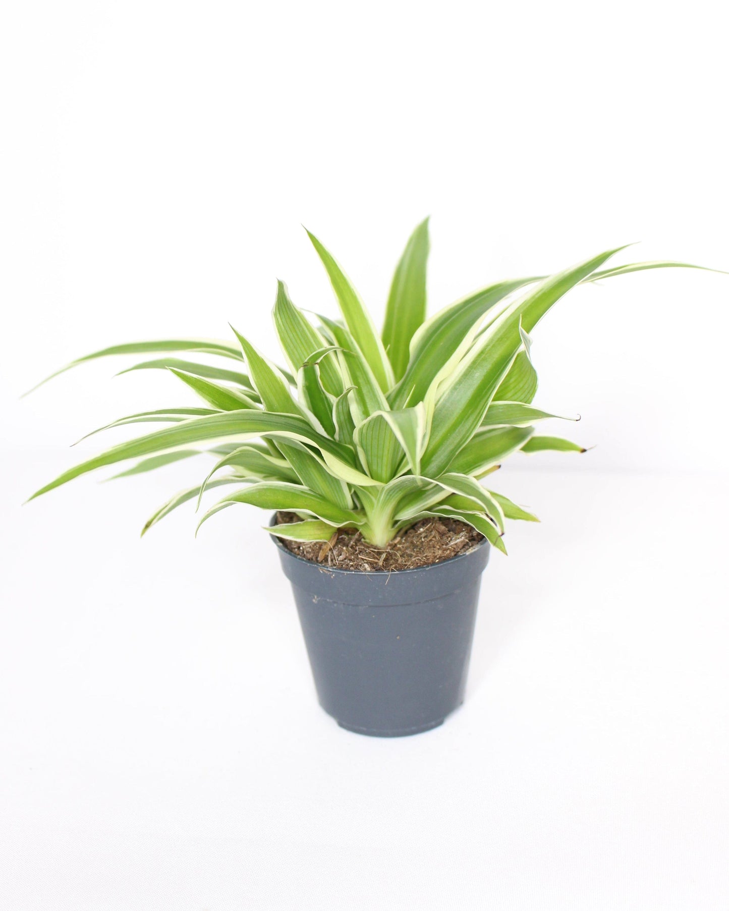 Mini Cinta Chlorophytum