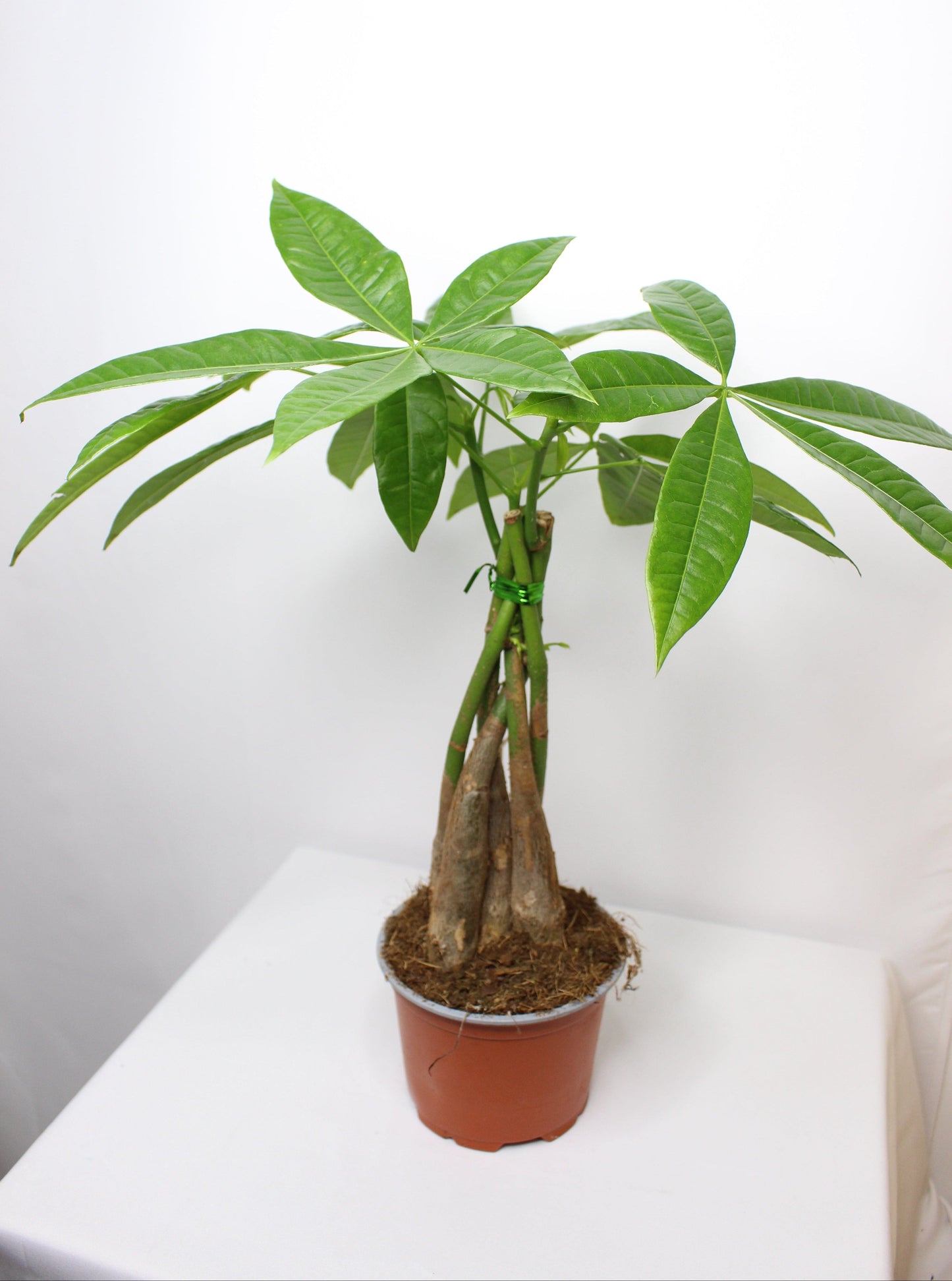 Pachira Acuática Trenzada