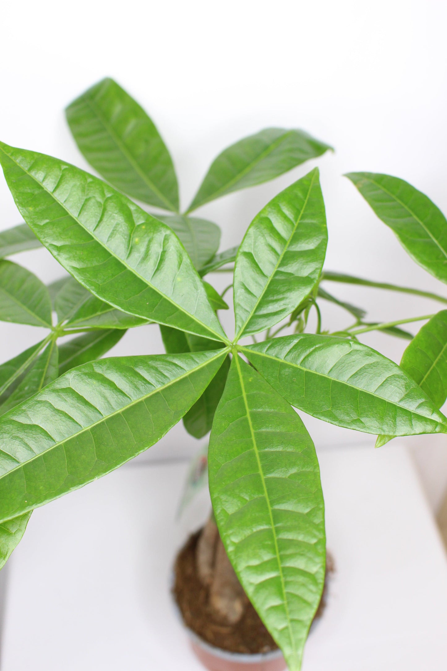 Pachira Acuática Trenzada