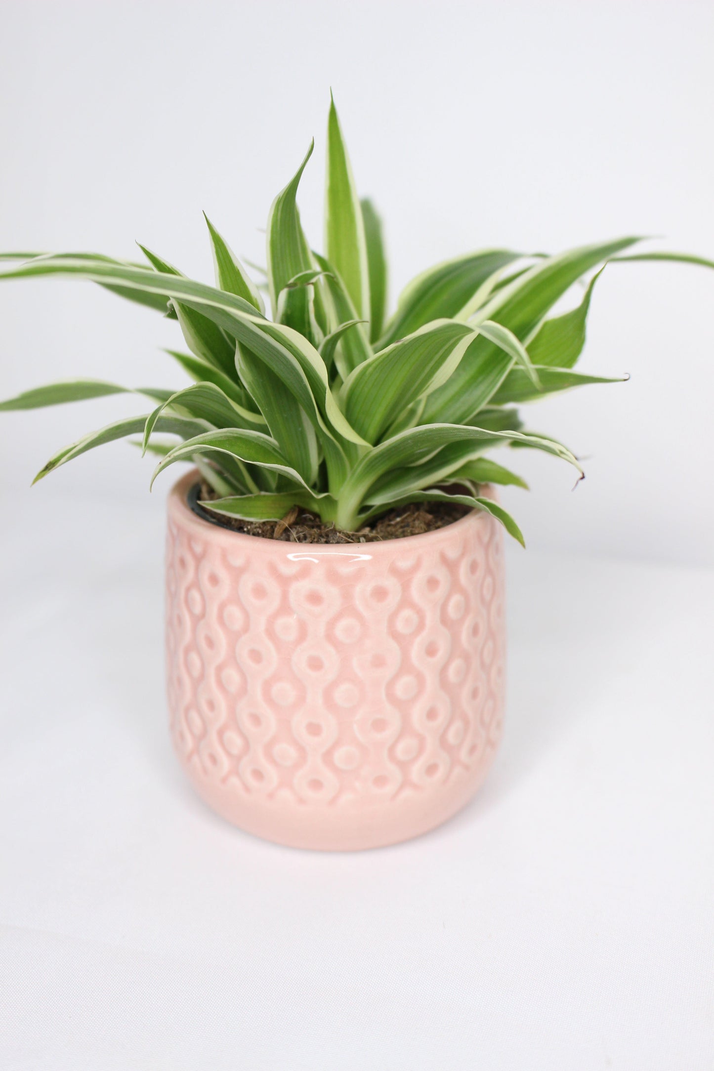 Mini Cinta Chlorophytum