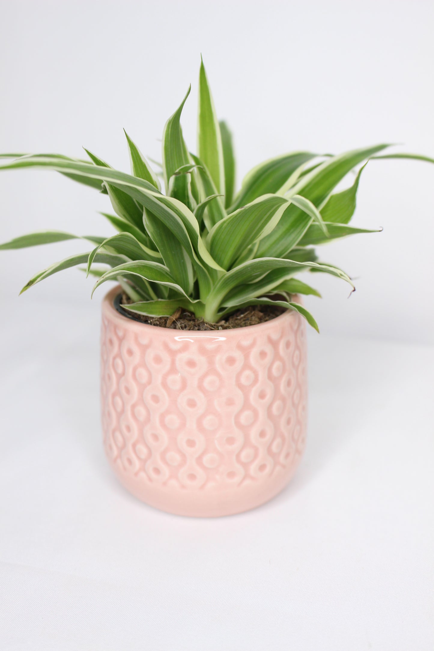 Macetero Mini Eter Rosa