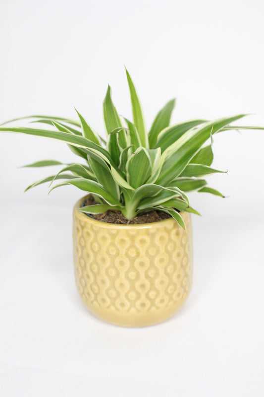 Macetero Mini Eter Amarillo