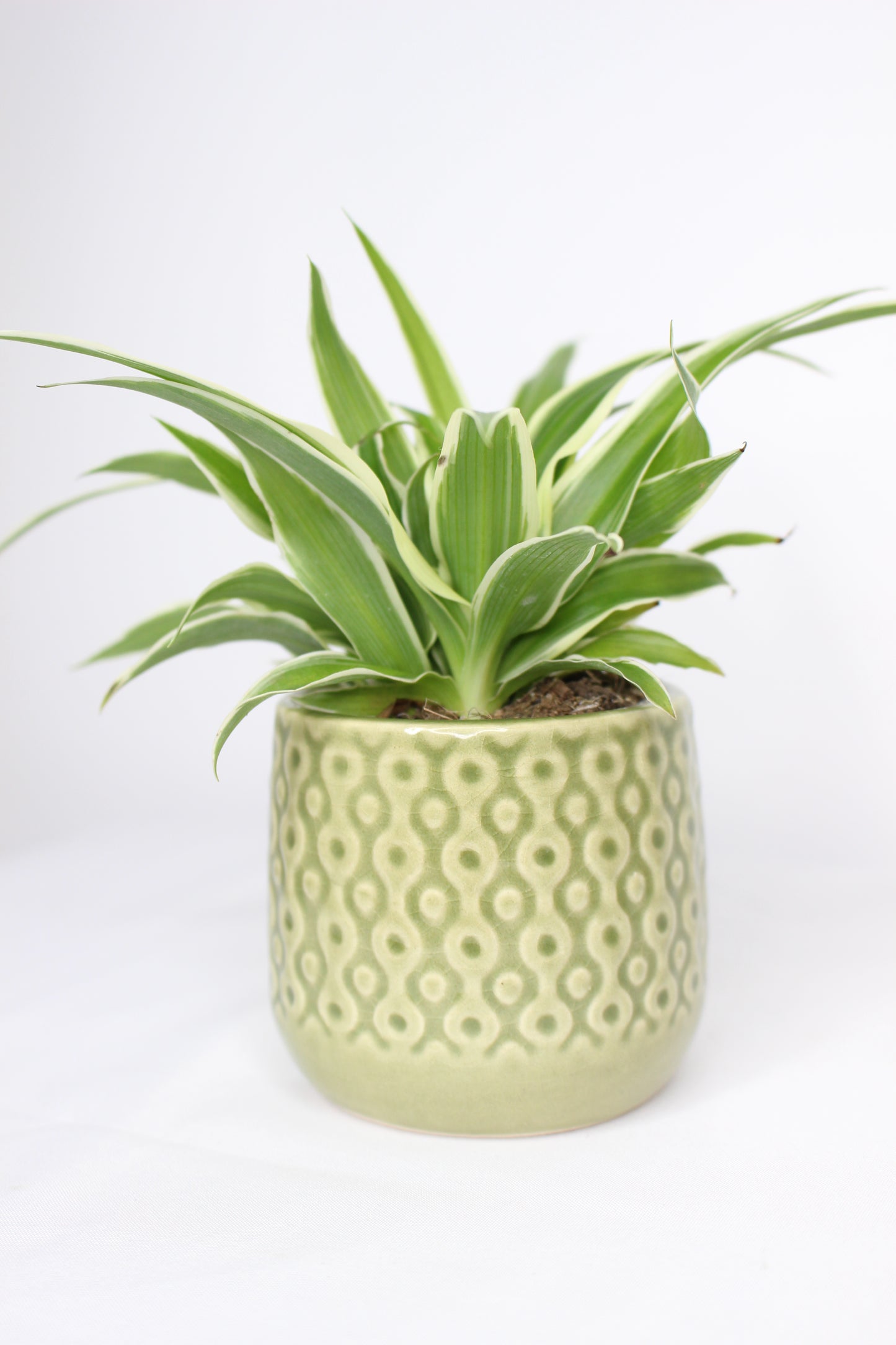 Macetero Mini Eter Verde