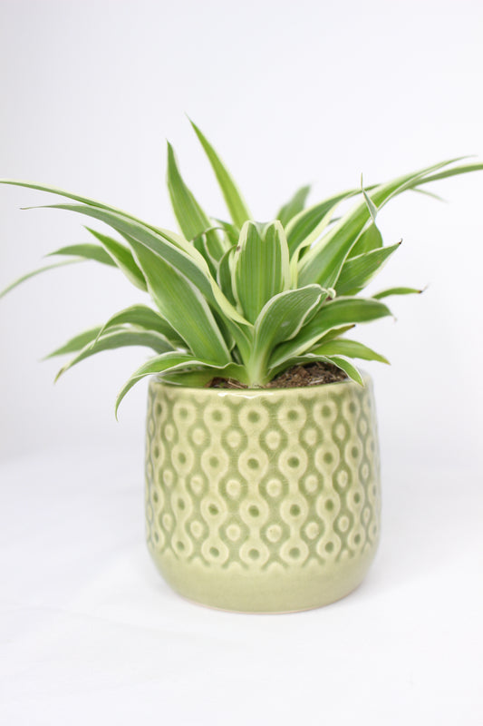 Macetero Mini Eter Verde