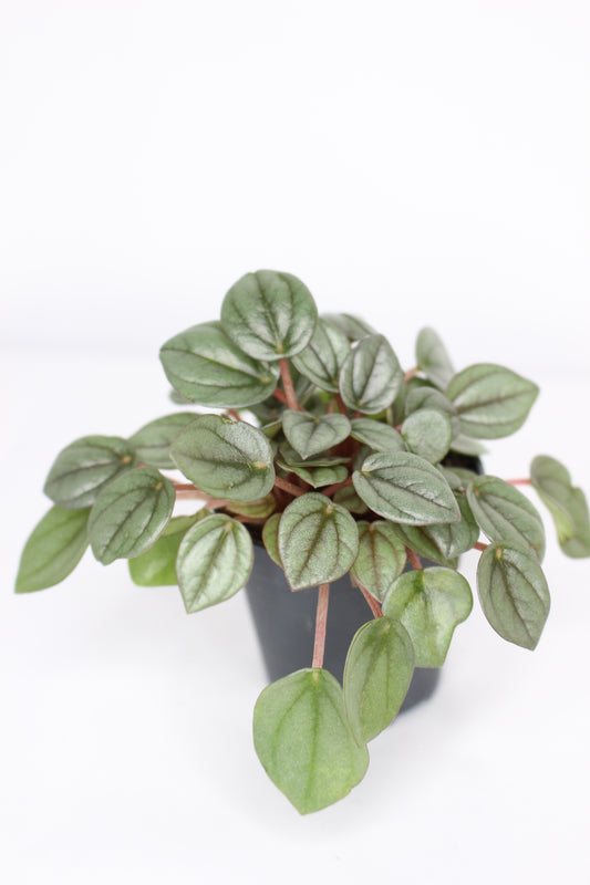 Mini Peperomia Caperata Milano