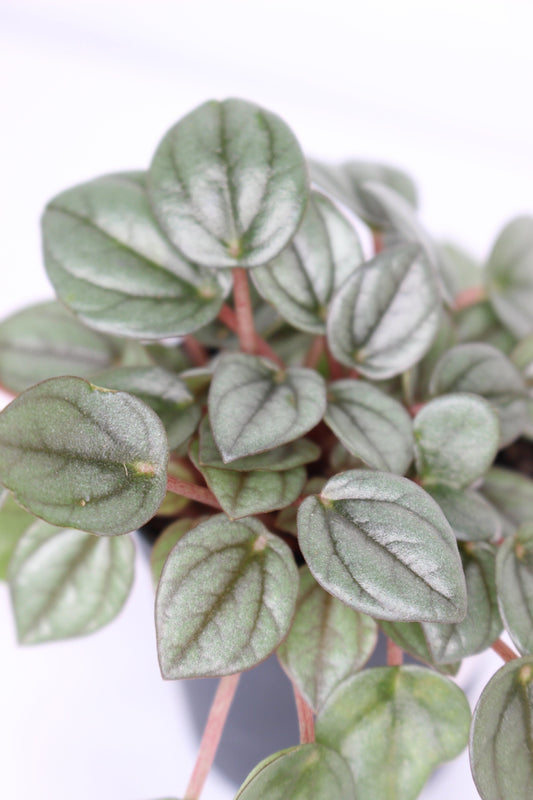 Mini Peperomia Caperata Milano