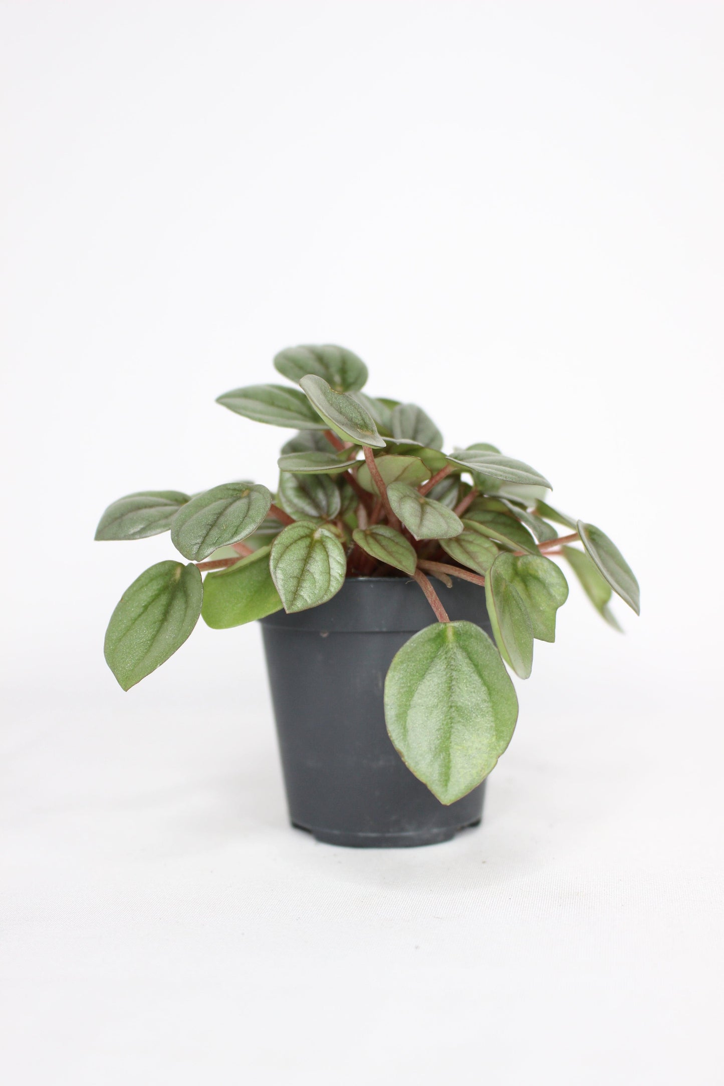 Mini Peperomia Caperata Milano
