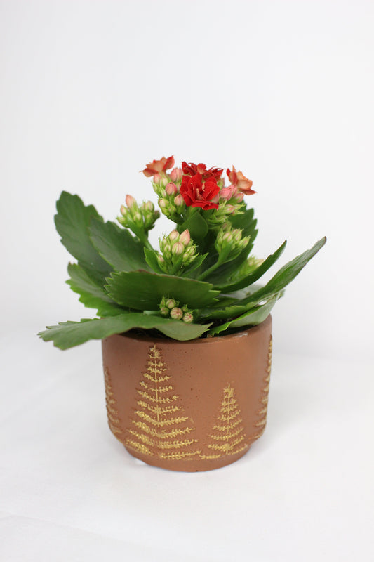 Macetero Mini Árbolito Navidad Marrón